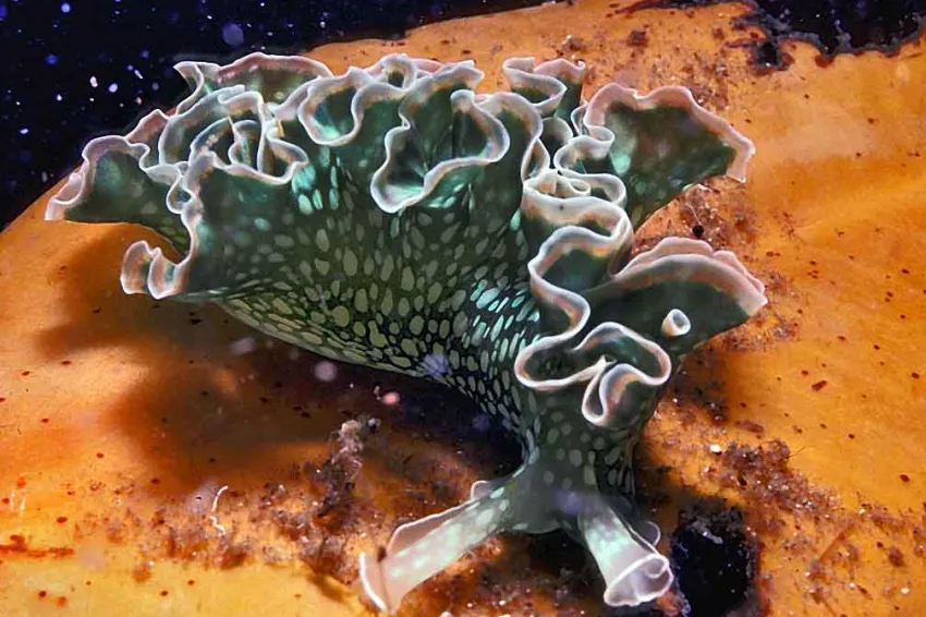 Photograph of a green sea slug, with white polka-dot-like markings and white-edged ruffly structures along the length of its back.
