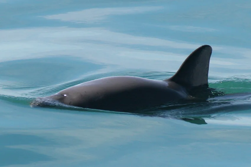 A vaquita swim in the ocean. 