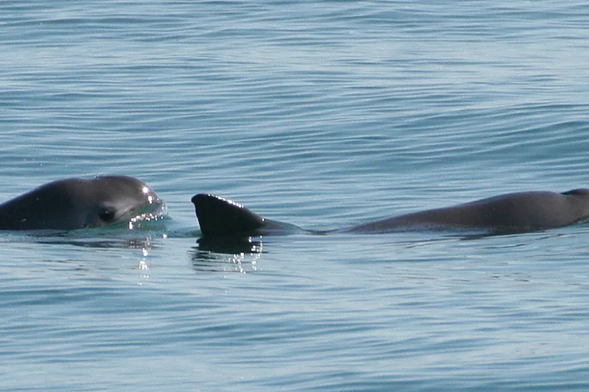 Photo of vaquita at the water’s surface with its face plainly visible.