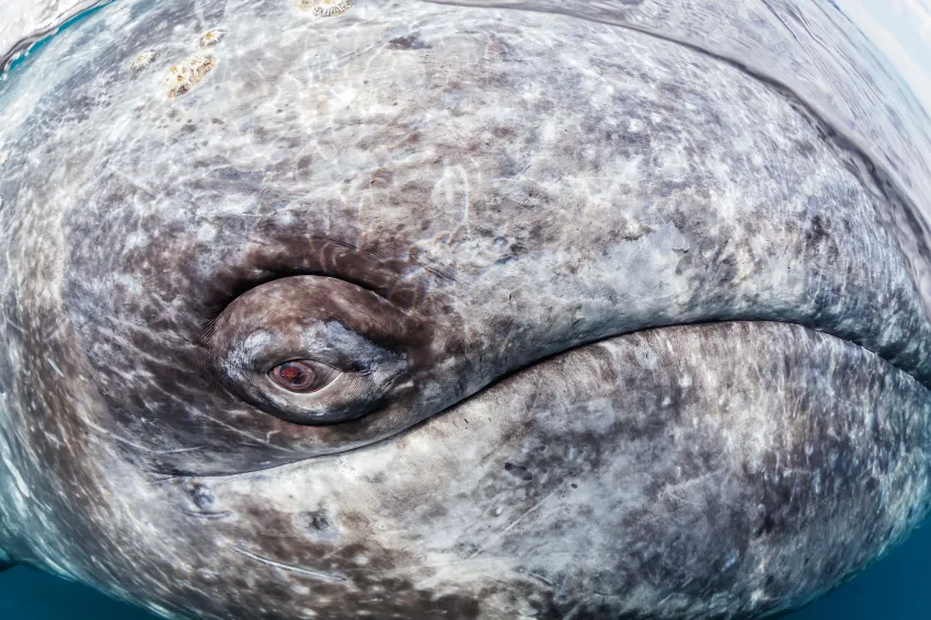 A close up of a grey whale face