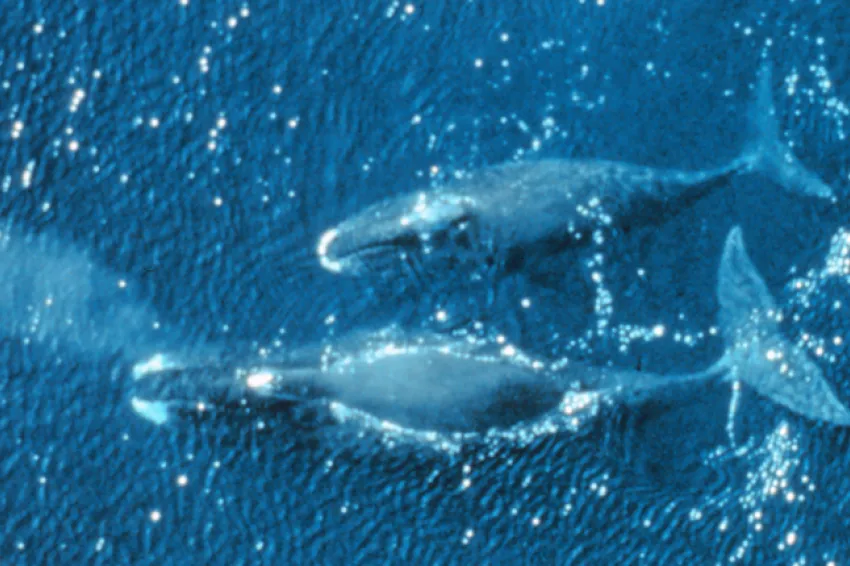 The bowhead whale has a massive, bow-shaped skull.