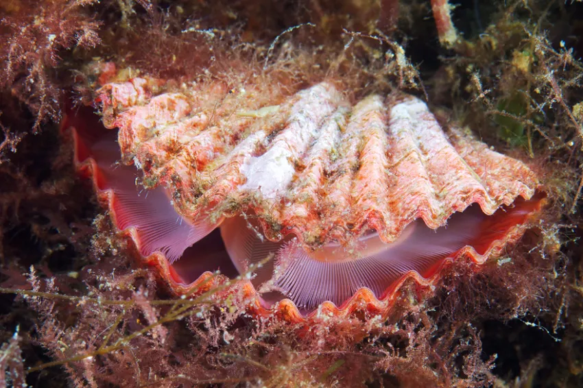A brachiopod looks like a clam, but they aren't closely related. A brachiopod looks like a clam, but they aren't closely related.