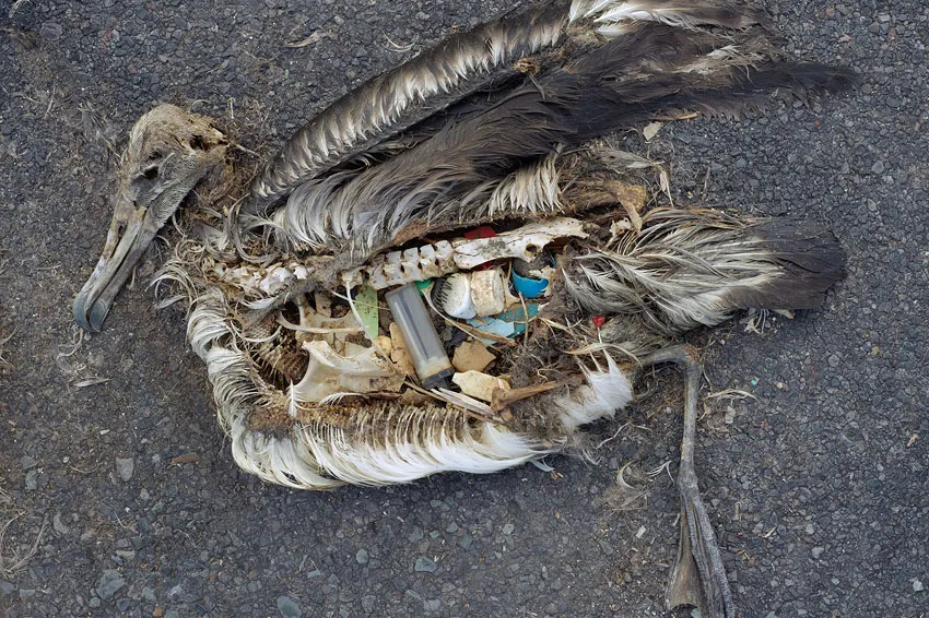 Midway Atoll, where these photos were taken, is more than 2,000 miles from the nearest land.