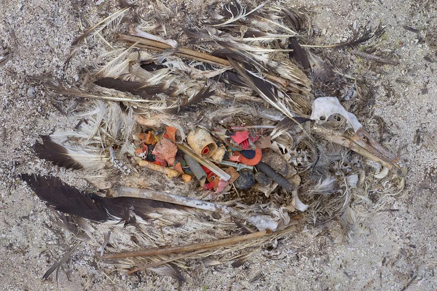 An estimated 5 tons of plastic are fed to albatross chicks each year at Midway Atoll.