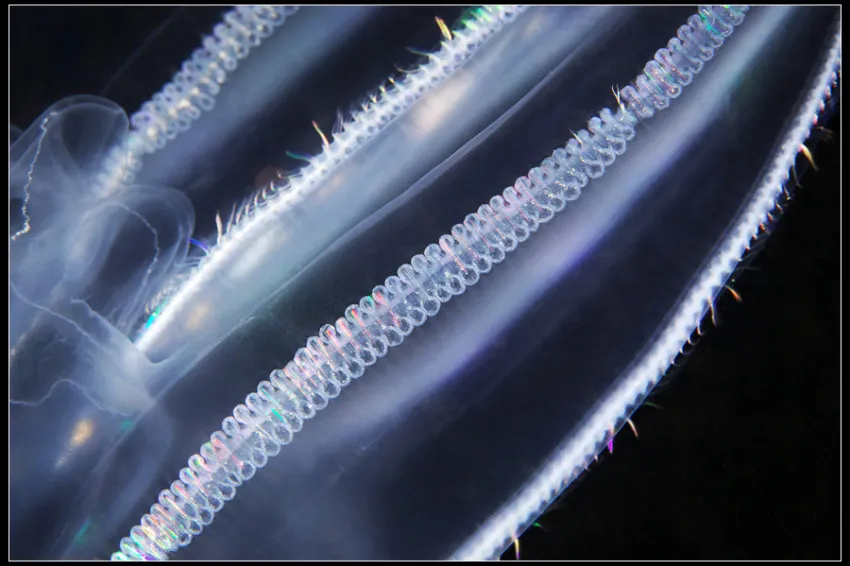 Comb jellies (such as this Bolinopsis species) are named for their combs: the rows of cilia lining their bodies that propel them through the ocean.