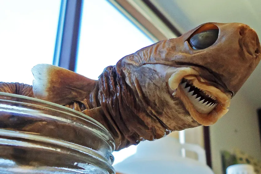 Cutter shark discount