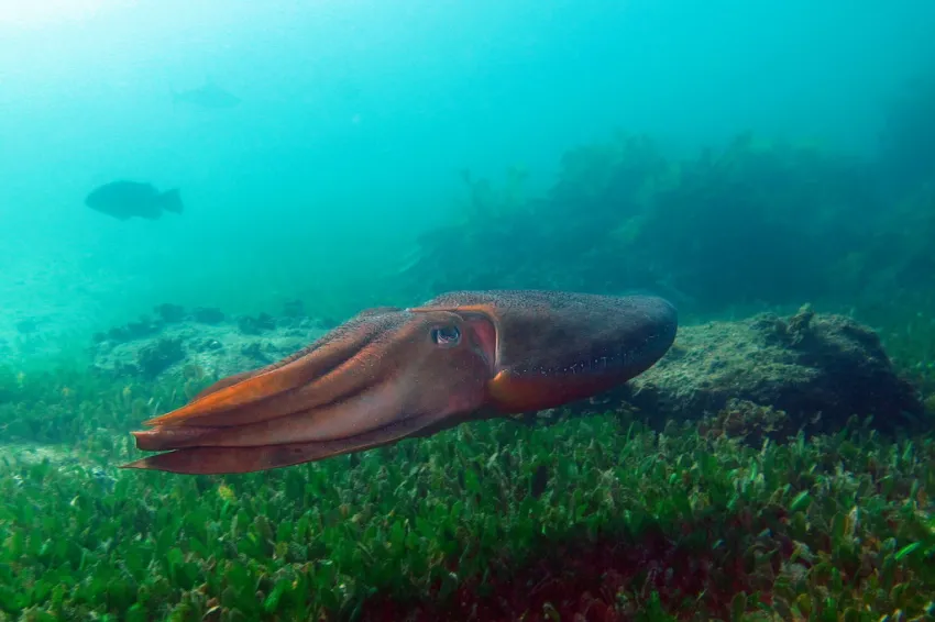 An Australian Giant Cuttlefish (Sepia apama) crosses a seagrass bed.