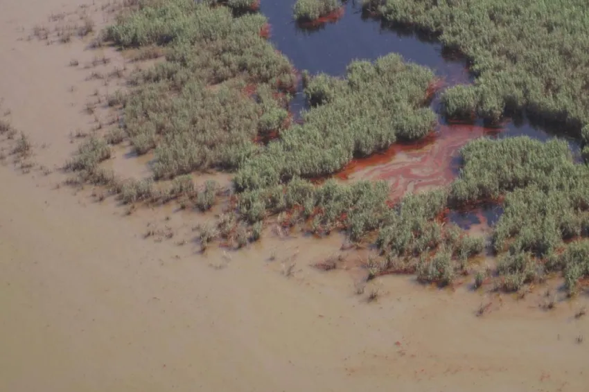 Dark brown oil floods a marsh after the Deepwater Horizon oil spill.