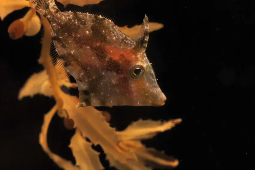 Relatively slow moving, juvenile plane-head filefish Monacanthus hispidus (Monacanthidae) travel along with the algae. They pick off and eat small animals as they move around in the rotating sargassum ball. Adult filefish only grow to be about 11