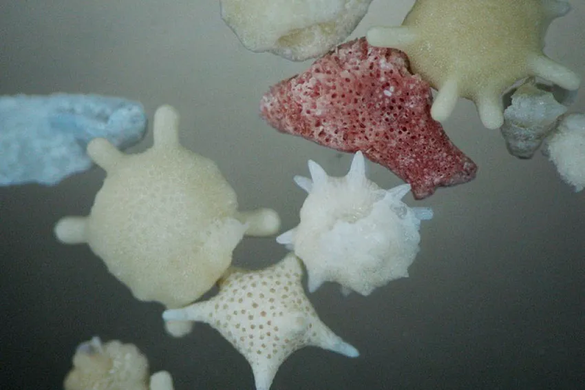 Forams are tiny single-celled organisms.