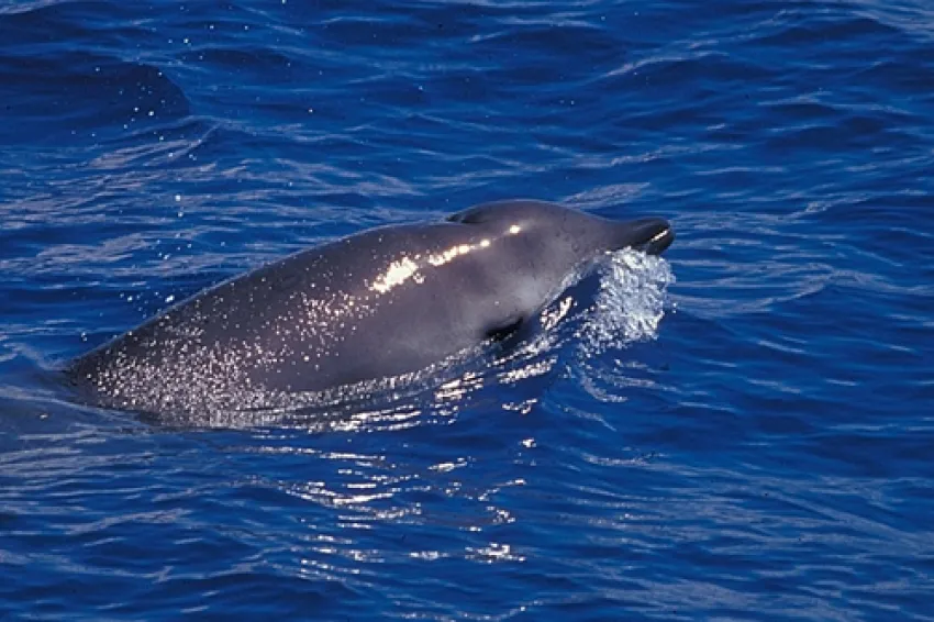 A Ship-Wary Beaked Whale A beaked whale at the ocean's surface