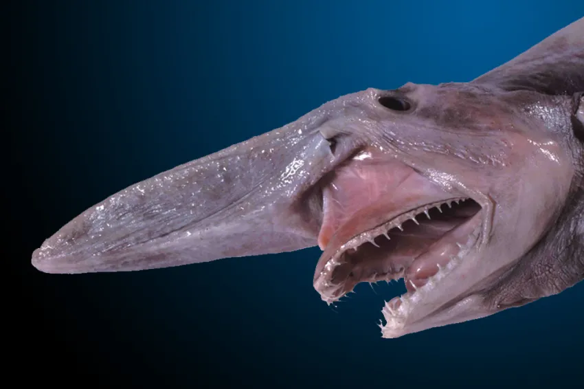 Jaw of the goblin shark