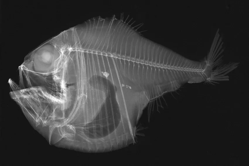 Tropical hatchetfish, like the one shown in this X-ray photograph, live in the dark depths of the ocean. Like many other deep-sea fishes, they have large eyes and bioluminescent spots on their bellies.
