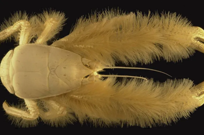 This recently discovered hairy crab species (Kiwa hirsuta) has no eyes.