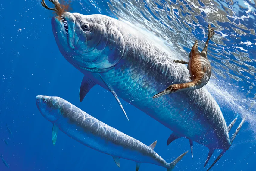 two predatory fish attack birds