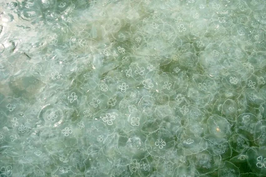 A bloom of moon jellies. A bloom of moon jellies.