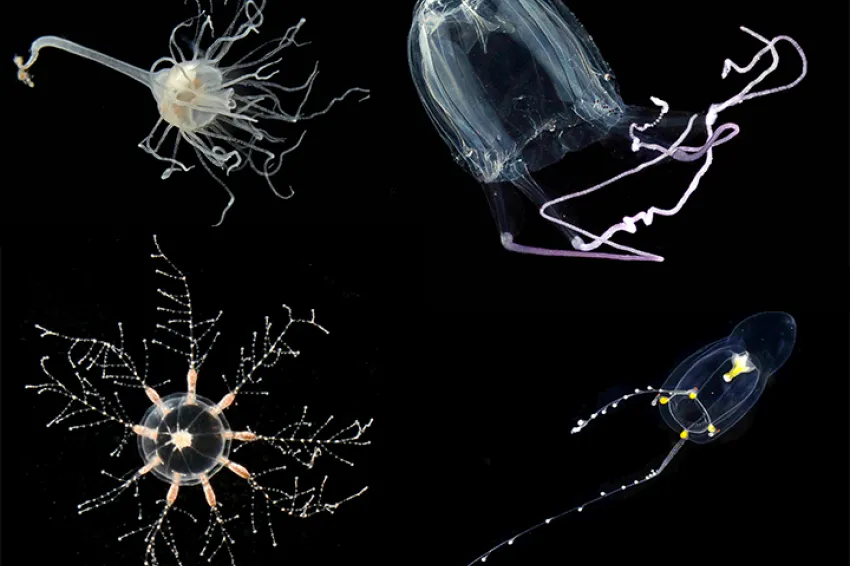 A variety of jellyfish A variety of jellyfish
