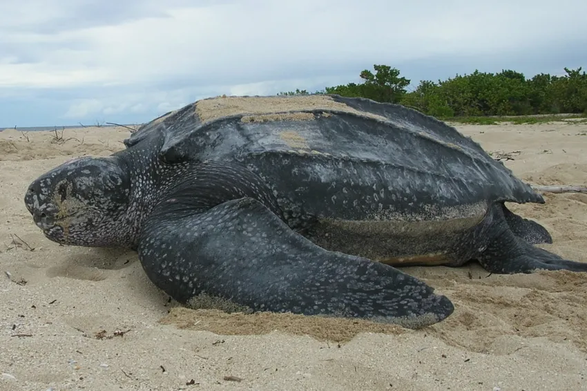 A newly hatched leatherback turtle moves in the sand. A newly hatched leatherback turtle moves in the sand.