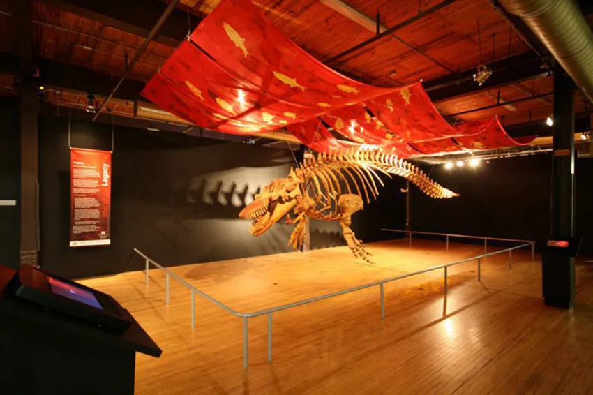 Wooden skeleton of an orca.