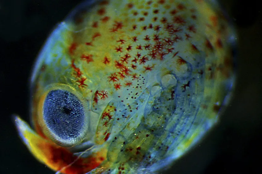 Even when a lobster is still a developing egg, you can see some of its adult features: an eye and legs.