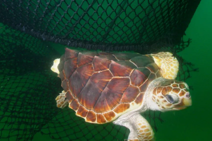 A Turtle Excluder Device (TED) enables a loggerhead turtle to escape from a net.