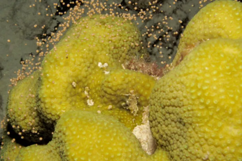 A coral has just spawned. Each of the hundreds of polyps releases a small pink bundle of sperm and eggs.