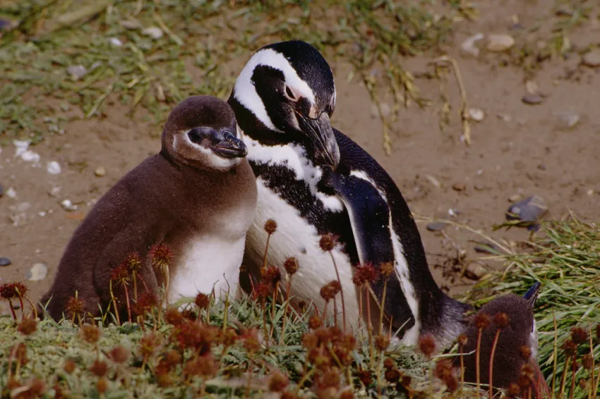Magellanic penguin parents typically lay two eggs under a bush or in a burrow, taking turns swimming out to sea to catch food for their chicks.