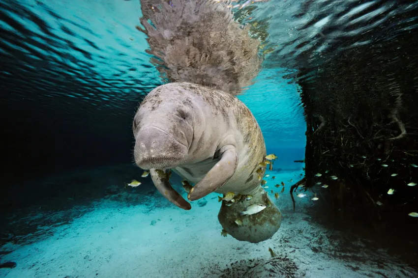 A manatee swims in Crystal River, Florida. A manatee swims in Crystal River, Florida.