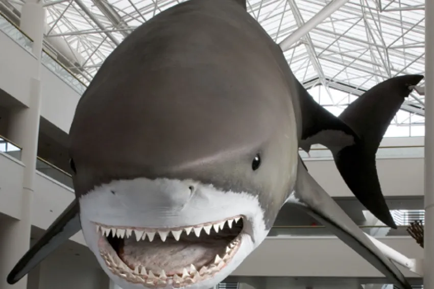 Photograph of the model of a Giant Megatooth Shark, taken from the front..