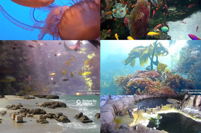 A mosaic of photos from underwater live stream cameras.