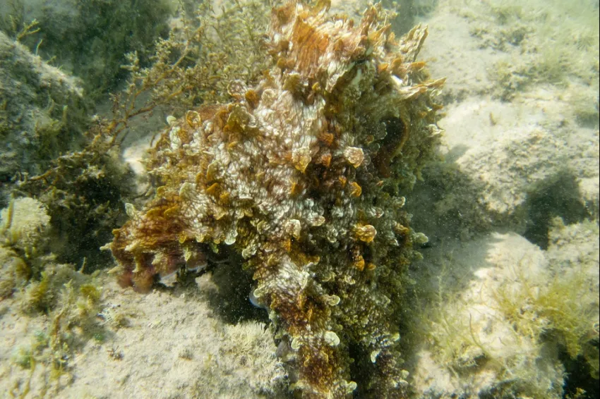 This day octopus (Octopus cyanea) has shaped itself like seagrass or some coral so hide from predators or stalk prey.