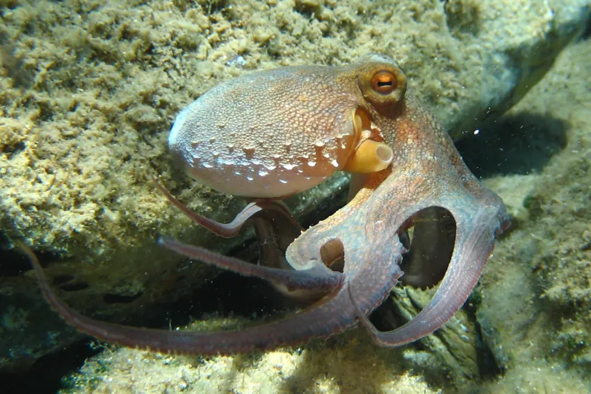 This common octopus (Octopus vulgaris) shows off its siphon, which it uses to propel itself through the water.