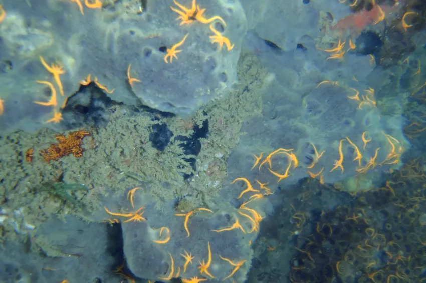 An Invasive Brittlestar Small orange brittlestars on the coast of the Atlantic.
