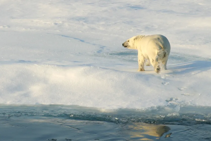 Polar bears have evolved to survive in the Arctic.