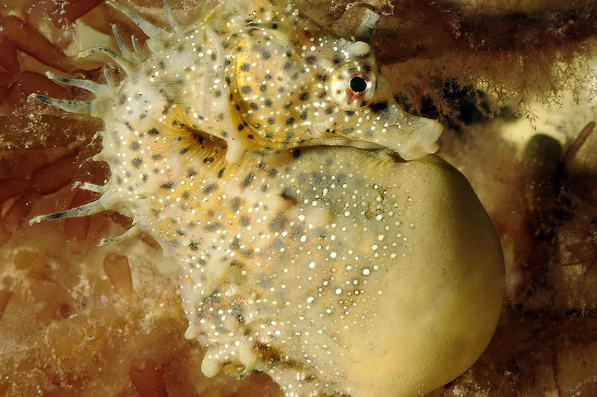 A male short-snouted seahorse with a pouch full of eggs. A male short-snouted seahorse with a pouch full of eggs.