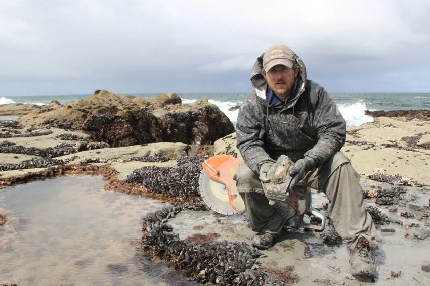 A researcher holds an arm bone from a "toothed" mysticete whale from Vancouver Island. 