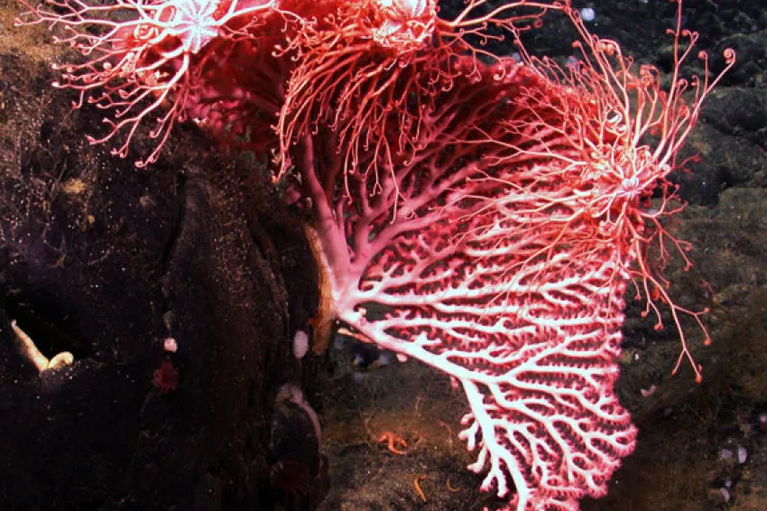 Red corals sales