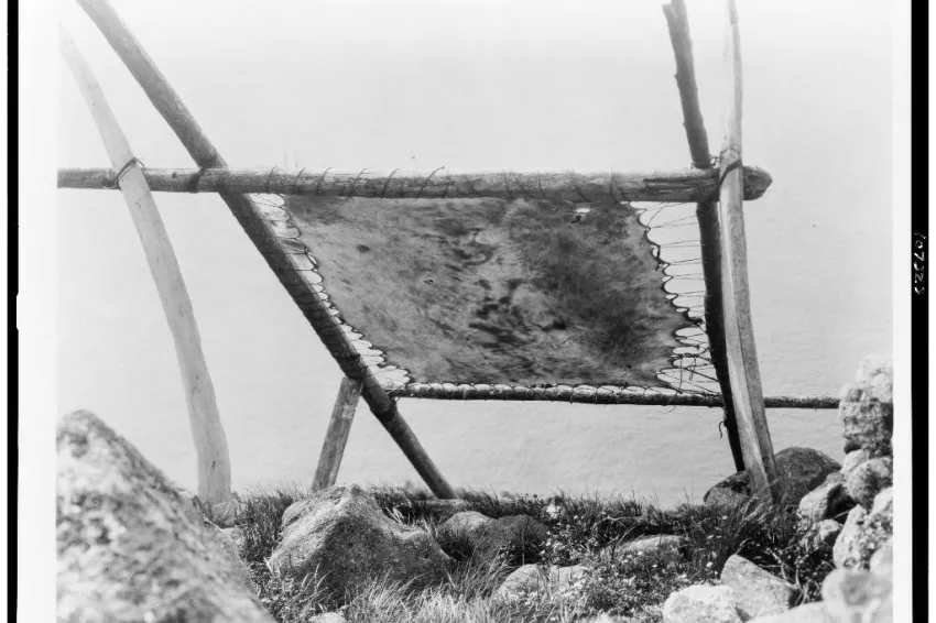 a wood frame dries walrus hide