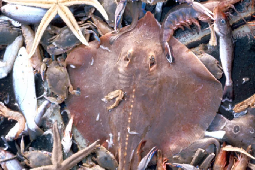 A skate is among the many bycatch species caught in this shrimp trawl net.