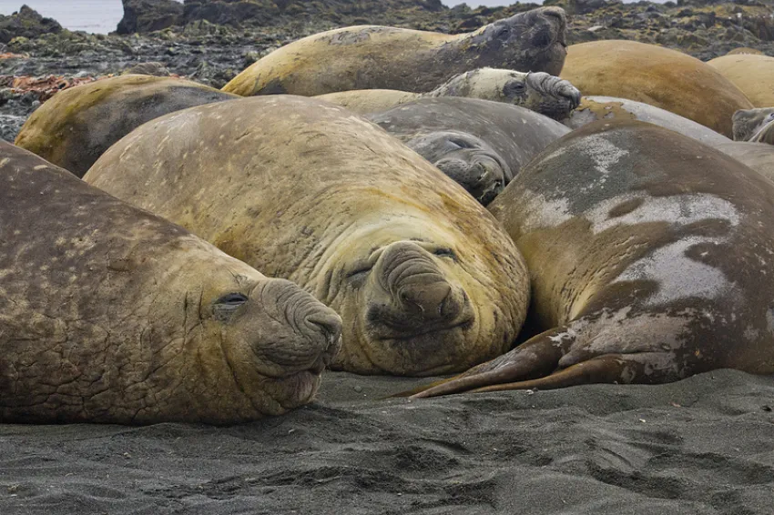 Elephant seals' eyes are specialized to dim light and, in particular, to light at the wavelength of 485 nm -- which is the same wavelength given off by the bioluminescent lanternfish that are the seals' main prey.