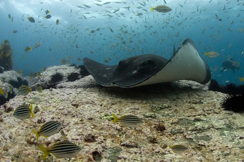 A stingray swims in an Australian marine reserve. 