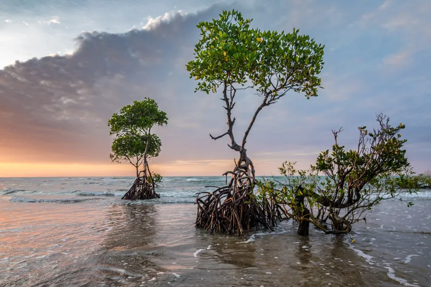 two mangrove trees in the crashing waves