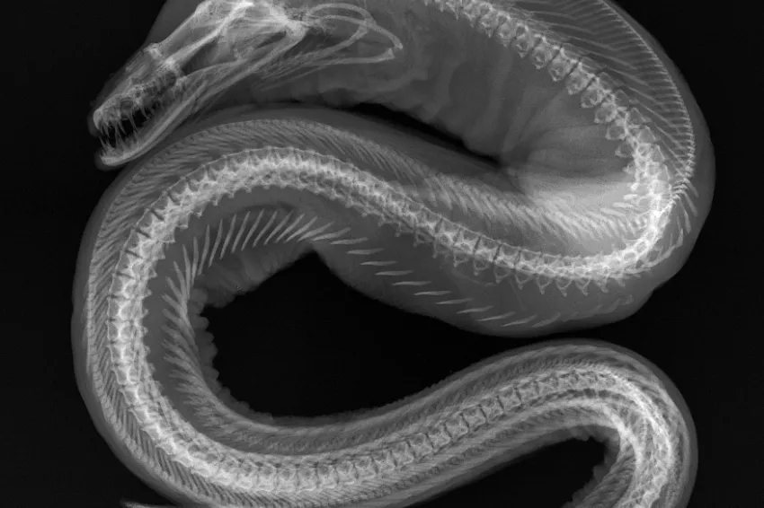 In the X-ray image of this Viper Moray Eel (Enchelynassa canina), note the second set of jaws in the “throat”; these are the gill arches, which are present in all fish.