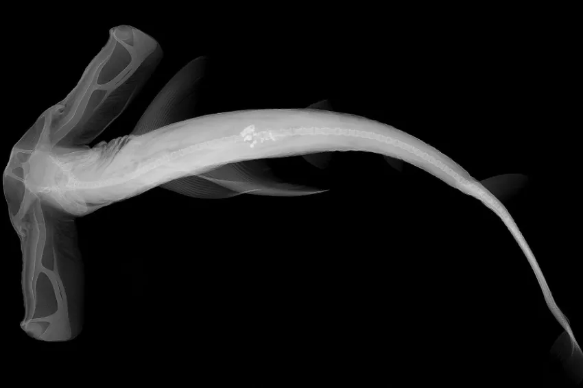 X-ray image of a winghead shark