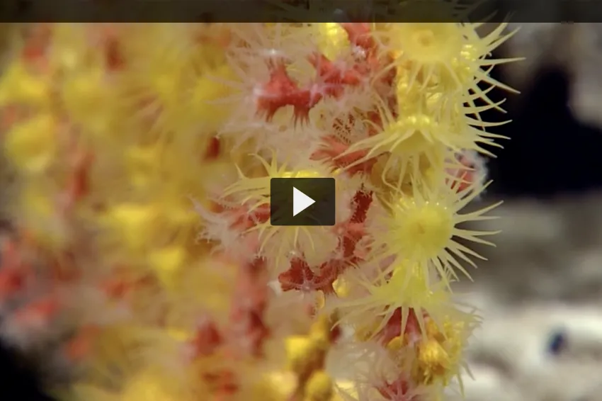 The Okeanos team comes upon an octocoral colony overgrown by zooanthid cnidarians, sea anemone-like animals, that gives it a beautiful red and orange coloring.&nbsp;