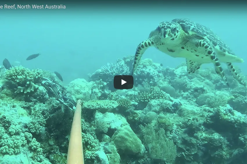 Turtle swimming by coral reef.