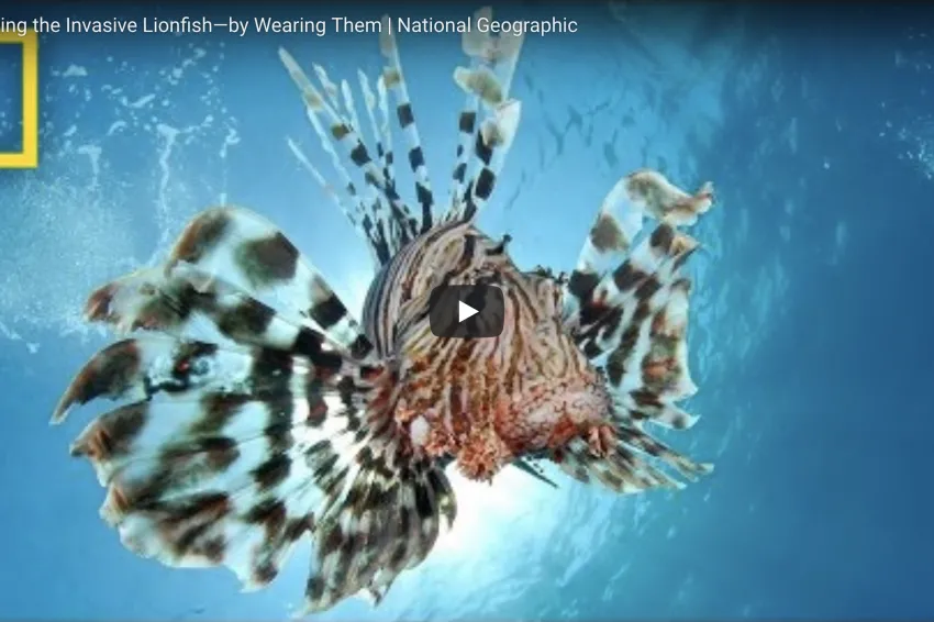 Lionfish silhouetted against the sun.
