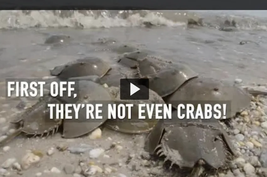 A congregation of Horseshoe Crabs.