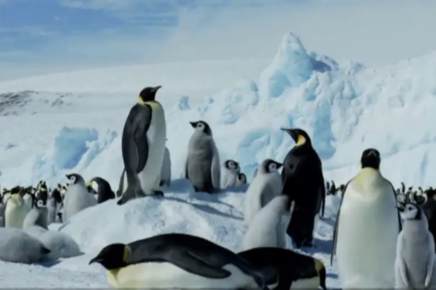 Penguins standing on ice.