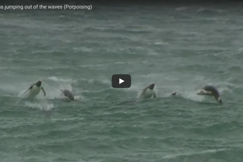Thumbnail of porpoising penguins in the waves.